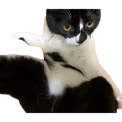 wanineko_20260427234503