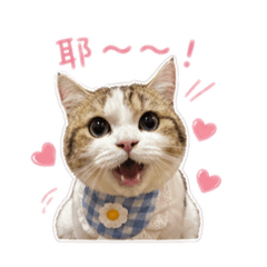 餅餅最可愛❤️