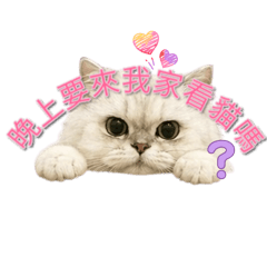 醜八怪養的Kitty