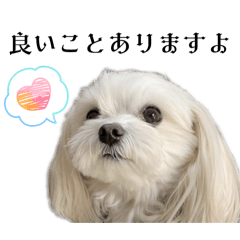 hachi_20260427162311