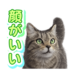 Daily stamps that can be used 2.