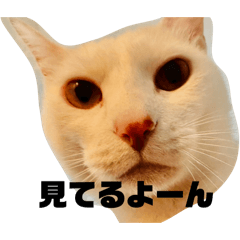 SUG en NON_20260427172150