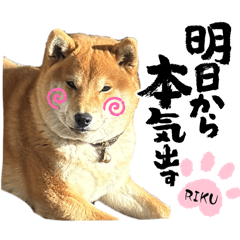 wagayanoamimal!