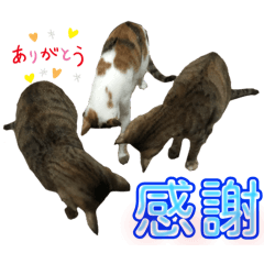 水果喵家族-常用篇