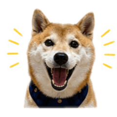 柴犬小宅日常篇