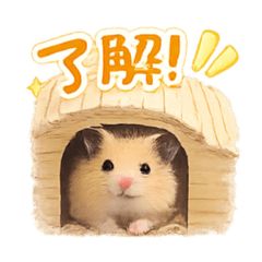 momomo_20260427224200