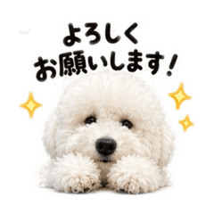 Hachi_20260428063449