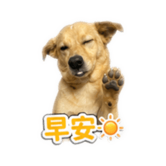 寶弟的表情包❤️