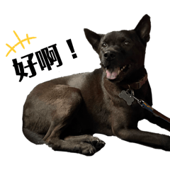 台灣犬 巧克力蛤蜊skr
