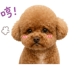 可愛小狗紅貴賓毛毛