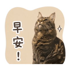 Aria緬因貓日常用語