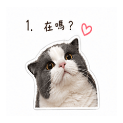 Cute Lazy Cat Daily Life