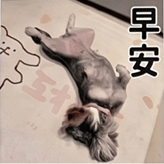 【萌犬小饅頭】超萌日常表情包