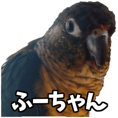 My beloved parakeet, "Fu-chan"