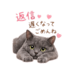 Sweet Daily Cat Message Stickers