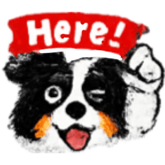 Black & White Border Collie
