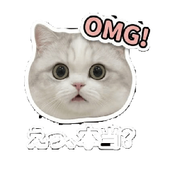 catty expression 5