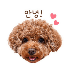 BROWN_POODLE