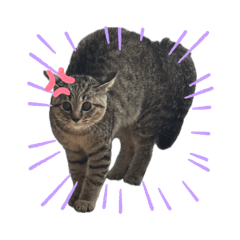 gomakin_20260427205839