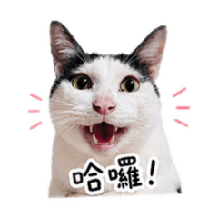 貓奴的三隻貓兒