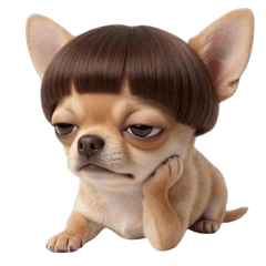 Chihuahua with Cool Hairstyle (ANMZ)