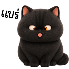 Chabby black cat