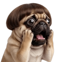 Wriggling Pug with Funny Hair (ANMZ)