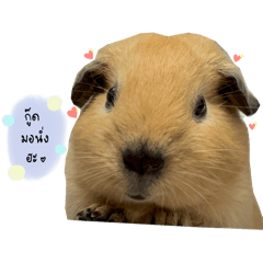 Beebune_20260427152449