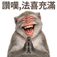 台灣猴猴好慈悲