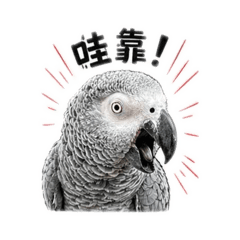 蛋蛋家族-灰鸚鵡小紅蛋闖天下