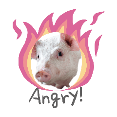 plopp_20260427160914