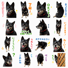 Megu the Black Shiba Stickers