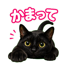 Everyday Black Cat Reactions