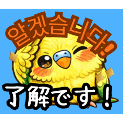 Budgie Momo-chan 01_JP&KR Daily