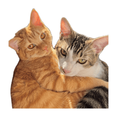 100sum_20260427225142