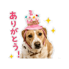 Birthday dog Haru