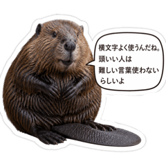 kouske_20260427220613
