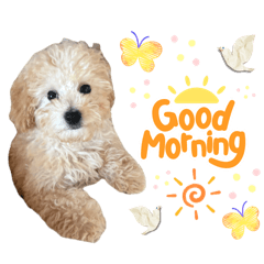 avokado_20260427221117