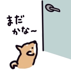 Kinako, a shy Shiba Inu