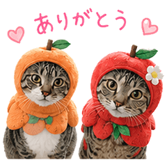 Mocha & Latte Orange Apple Cat Stickers