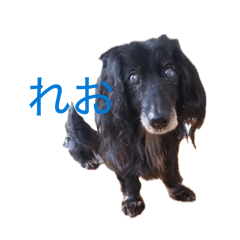 ripo_20260427225415