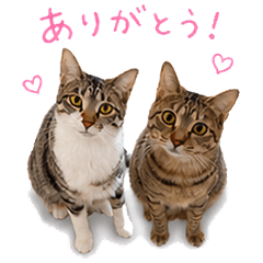 Mocha & Latte Reaction Stickers