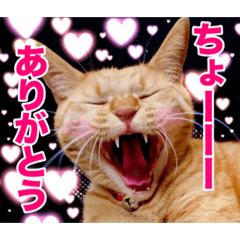 maricotton_20260428021824