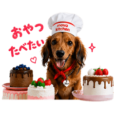 Miniature Dachshund Mocochan