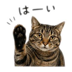 mikiro_20260428030758