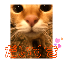 a lot of cats_20260428032930