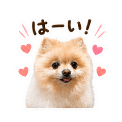Barnie Daily Stickers Fluffy Pomeranian