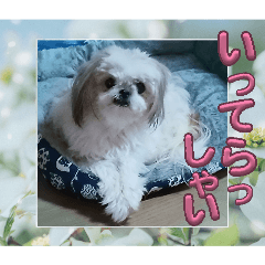 Choko_20260428100447