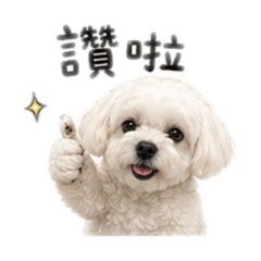 瑪爾濟斯我叫噠噠Round 2❤️