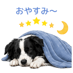Energetic Border Collie Daily Stickers